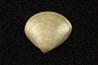 藏品(普通文蛤)的圖片